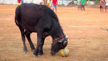 The community cow at the SCJ community in Eluru tries to make a goal.